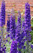 Image result for Tall Flower Plants