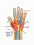 Image result for Anatomy of Hand