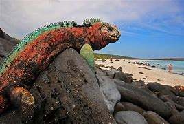 Image result for free galapagos pictures