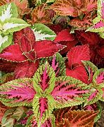 Image result for Lowe's Plants Outdoor