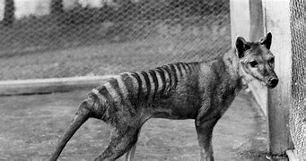 Image result for Tasmanian Tiger Body