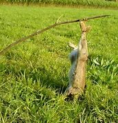 Image result for What Is a Rabbit Snare