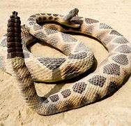 Image result for Rattlesnake without Rattles