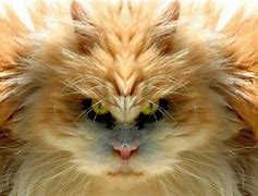 Image result for Scary Cat Face