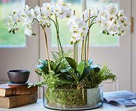 Image result for Marks and Spencer Artificial Plants