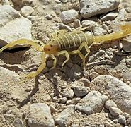 Image result for Texas Scorpions