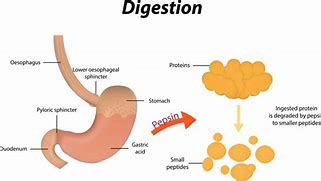 Image result for Pepsin Digestion