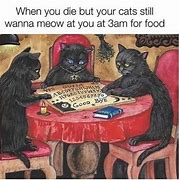 Image result for Irony Cat