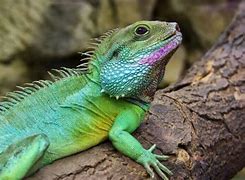 Image result for Chinese Water Dragon without Tail