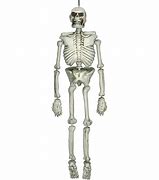 Image result for Hanging Skeleton