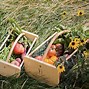 Image result for Mini Mod Hod - Harvest Keeping - Baskets & Buckets - Gardener's Supply