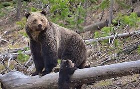Image result for Grizzly Bear Yellowstone