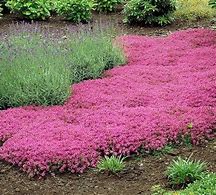 Image result for Groundcovers Perennials