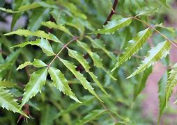 Image result for neem tree
