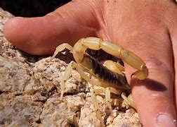 Image result for Texas Scorpion Bites On Humans