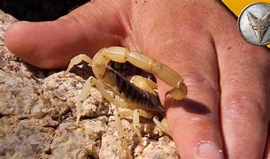 Image result for Black Scorpion Sting