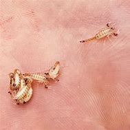 Image result for Baby Scorpion Eyes