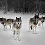 Image result for Cool Wolf Pack
