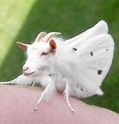 Image result for Beautiful Animal Hybrids