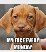 Image result for Happy Monday Dog Funny