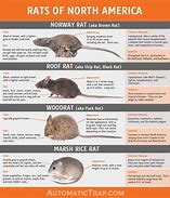 Image result for Rodent Identification Chart