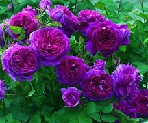 Image result for Rose Supports for Garden