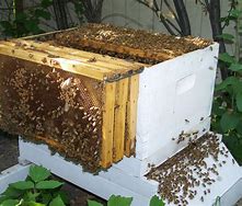 Image result for bee boxes