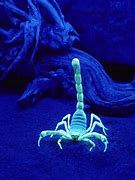 Image result for Scorpion UV Light