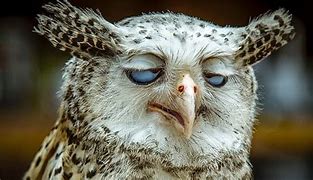 Image result for Funny Owl