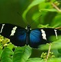 Image result for Most Beautiful Butterfly Wallpaper