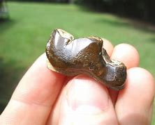 Image result for Bone-crushing dog fossil
