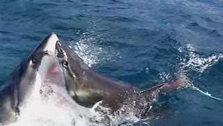 Image result for Latest Shark Attack