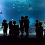 Image result for Odysea Aquarium Mauritius