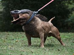 Image result for Scary Hybrid Animals
