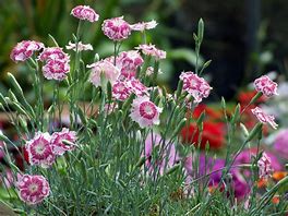 Image result for Perennial Flowers and Plants