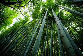 Image result for 1 Gallon - Edible Bamboo Plant - Non-Invasive And Fast-Growing Bamboo Plant, Outdoor Plant
