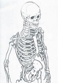 Image result for Skeleton Drawing