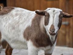 Image result for Full Size Pygmy Goats