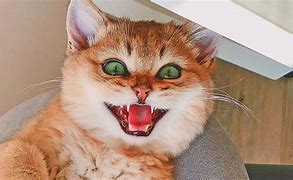 Image result for Funny Crazy Cats