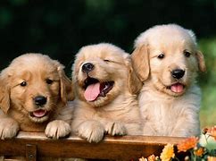 Image result for Relaxed Cute Puppy HD