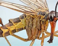 Image result for 5 Most Horrifying Bugs