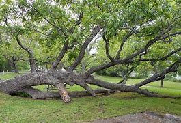 Image result for Tree Growing Sideways