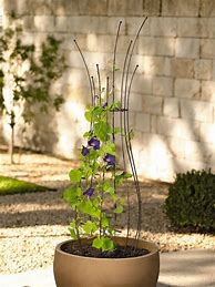 Image result for House Plant Trellis