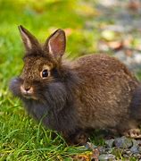 Image result for Toni Sweets Brown bunnies