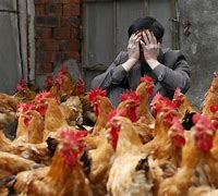 Image result for Bird Flu China