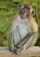 Image result for Cynomolgus Monkey