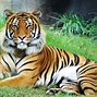 Image result for Malayan Tiger Adaptations
