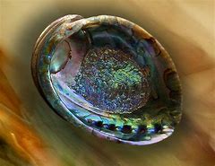 Image result for Abalone