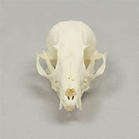 Image result for Fennec Fox Skeleton