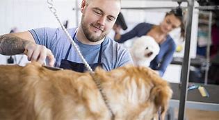 Image result for Dog Groomers Near Me